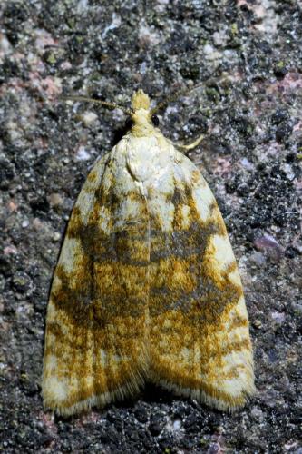 Réf. 323 988 : Aleimma loeflingiana